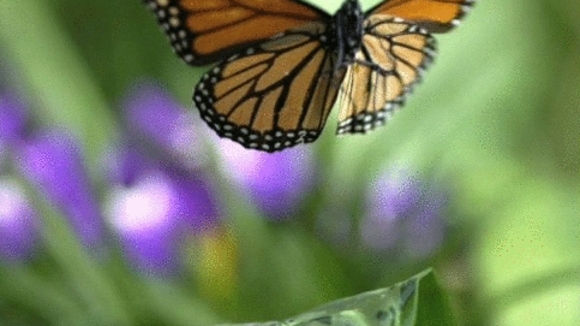 Photo from the movie Flight of the Butterflies