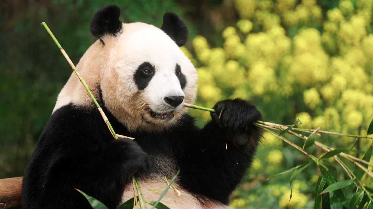 Photo from the movie My Dearest Fu Bao