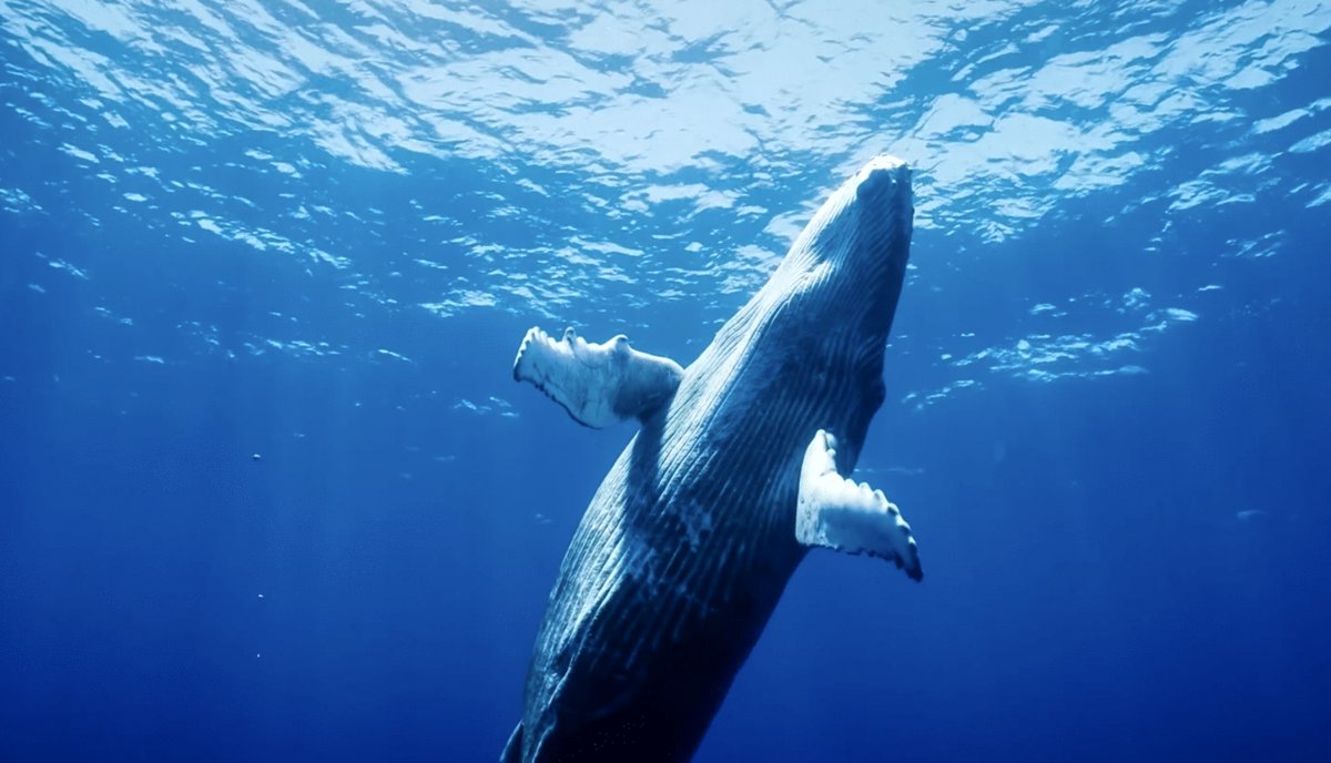 Photo from the movie Ocean Odyssey