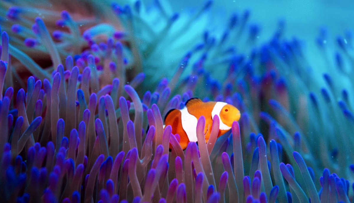 Photo from the movie Ocean Odyssey