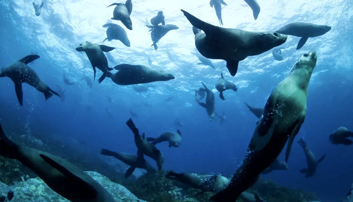 Photo from the movie Ocean Odyssey