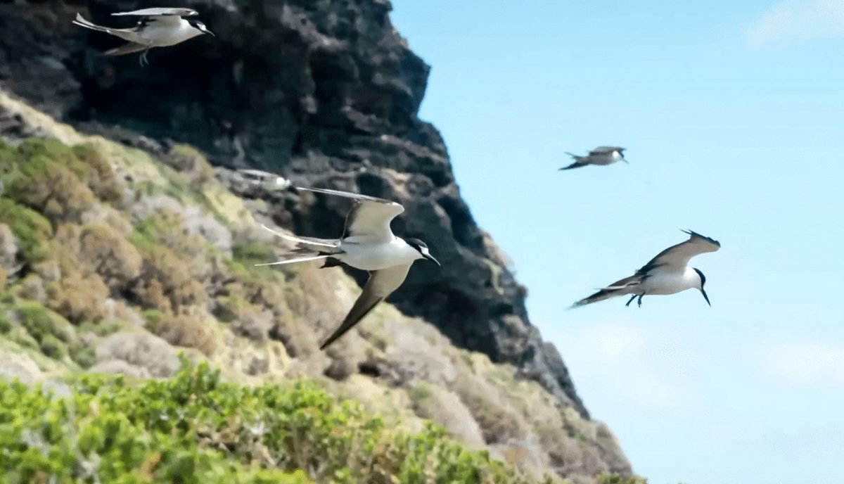 Photo from the movie Ocean Odyssey