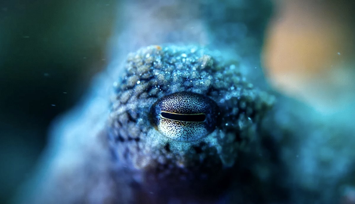 Photo from the movie Ocean Odyssey