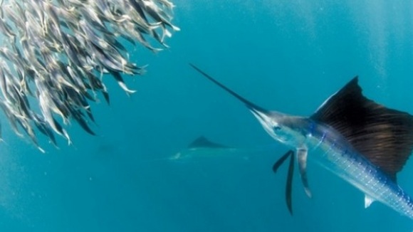 Photo du film Une Vie