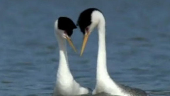 Photo du film Une Vie