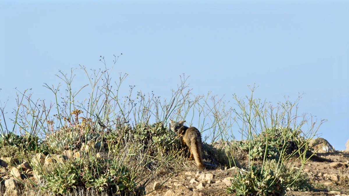 Photo from the movie Back From the Brink: Saved From Extinction