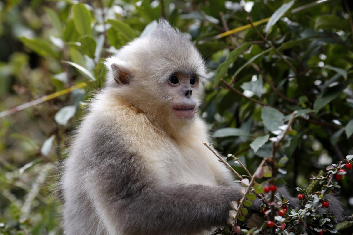 Photo from the movie Back From the Brink: Saved From Extinction