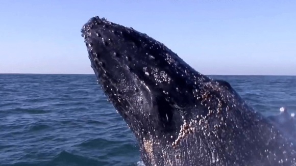 Photo from the movie Racing Extinction