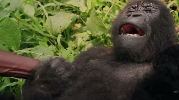 Photo du film Virunga