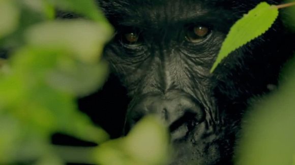 Photo du film Virunga