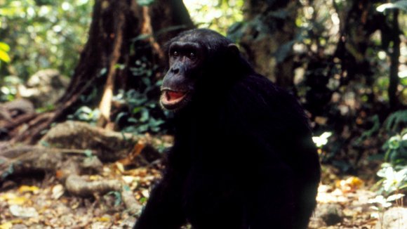 Photo from the movie Jane Goodall's Wild Chimpanzees