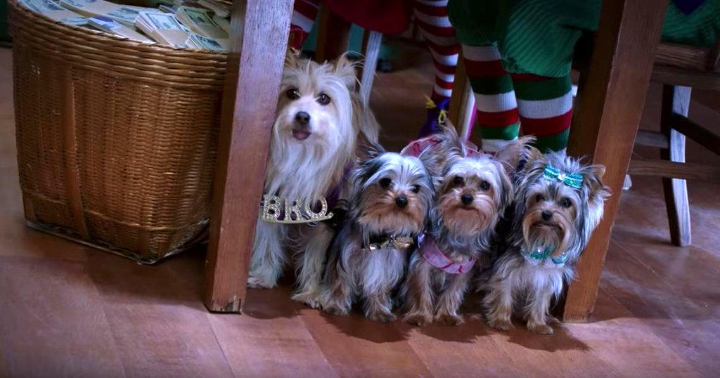 Photo du film Puppy Star Christmas