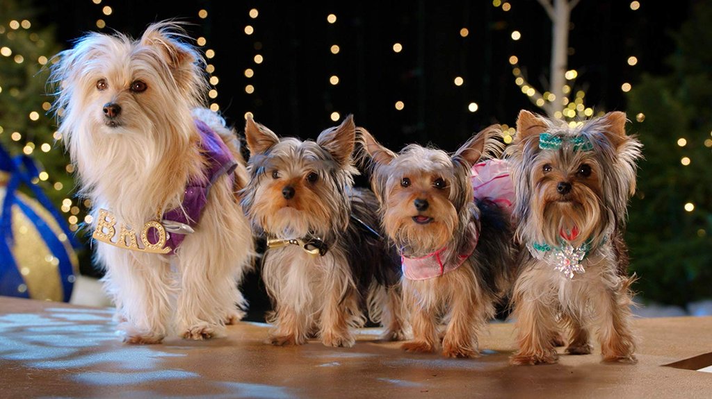 Photo du film Puppy Star Christmas
