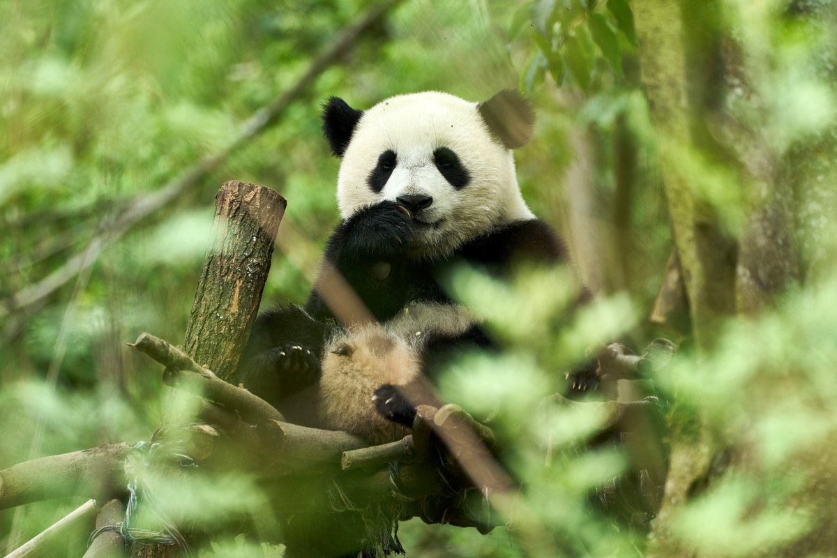 Photo from the movie Moon le Panda