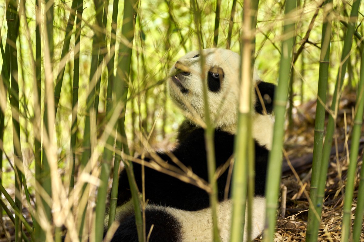 Photo from the movie Moon le Panda