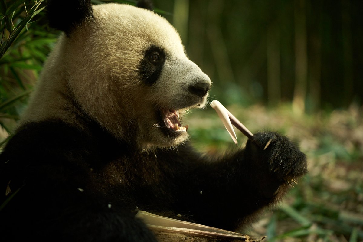 Photo from the movie Moon le Panda