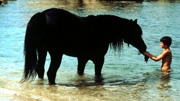 Photo du film The Black Stallion