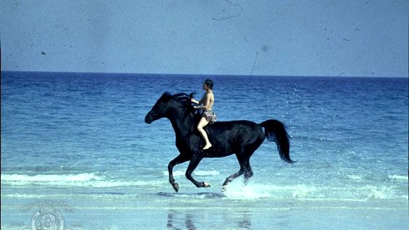 Photo du film The Black Stallion