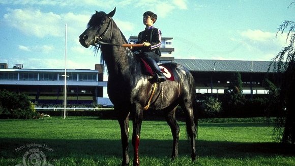 Photo du film The Black Stallion