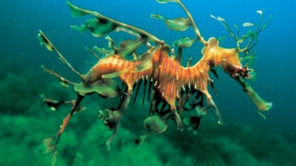 Photo from the movie Deep Blue