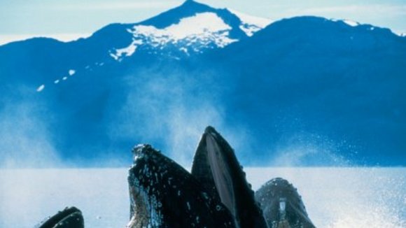 Photo from the movie Deep Blue