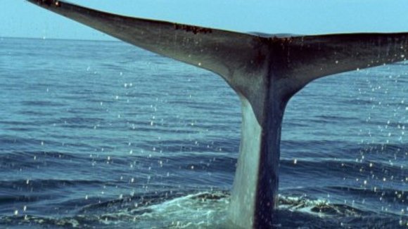 Photo from the movie Deep Blue