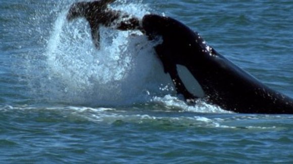 Photo from the movie Deep Blue