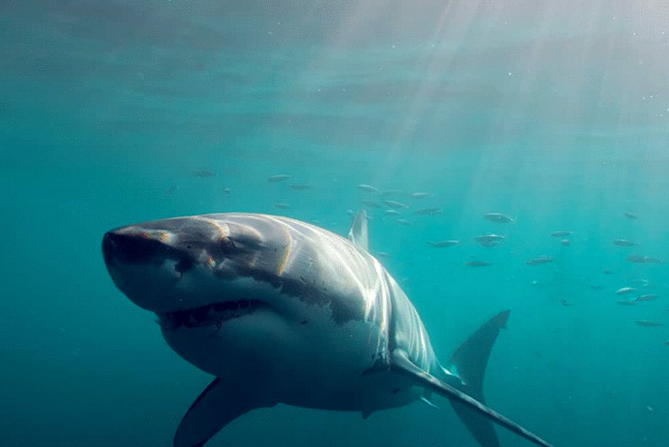 Photo from the movie The Reef: Stalked