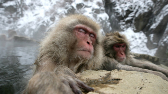 Photo du film Les Animaux amoureux