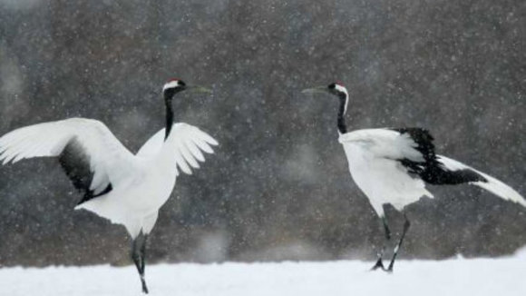 Photo du film Les Animaux amoureux