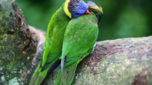 Photo du film Les Animaux amoureux