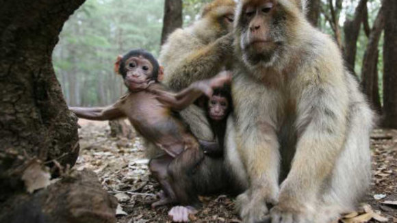 Photo du film Les Animaux amoureux