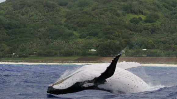Photo du film Les Animaux amoureux