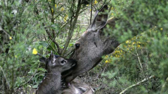 Photo du film Les Animaux amoureux