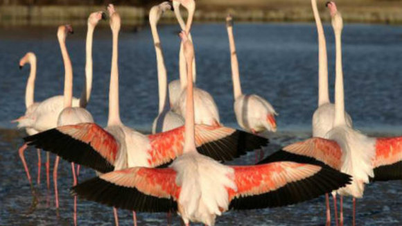 Photo du film Les Animaux amoureux