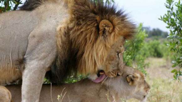 Photo du film Les Animaux amoureux
