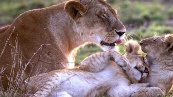 Photo du film Les Animaux amoureux