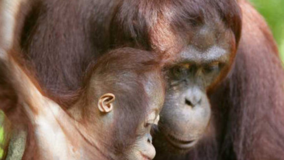 Photo du film Les Animaux amoureux