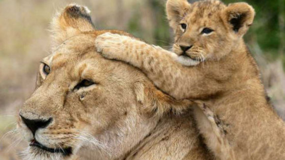 Photo du film Les Animaux amoureux