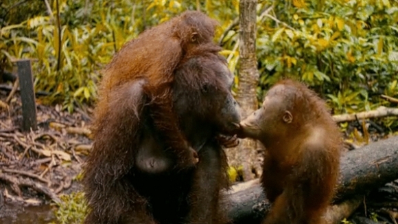 Photo from the movie Born to Be Wild