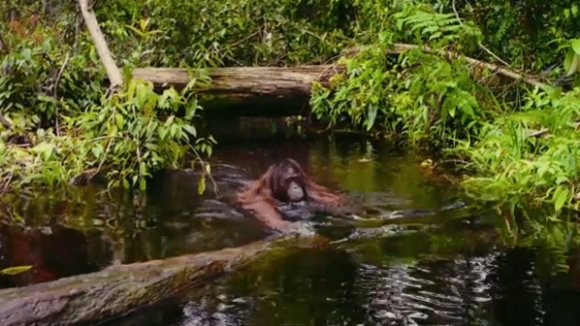 Photo from the movie Born to Be Wild