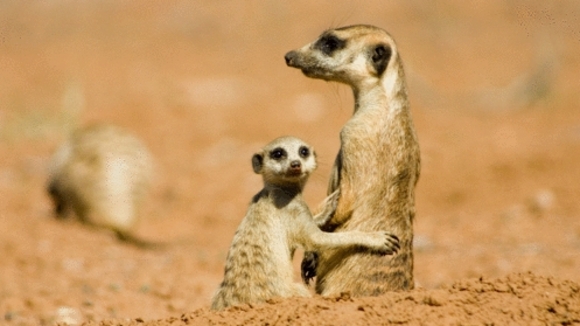 Photo from the movie The Meerkats