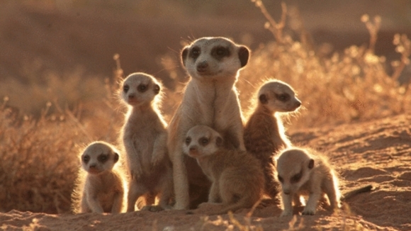 Photo from the movie The Meerkats