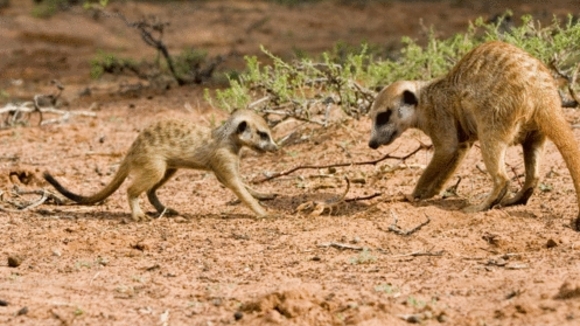 Photo from the movie The Meerkats