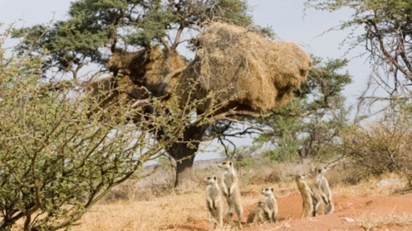 Photo from the movie The Meerkats