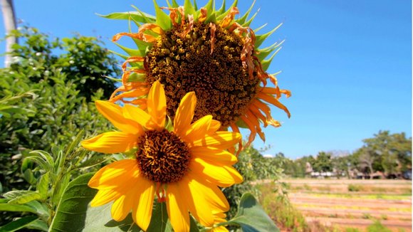 Photo du film Plant This Movie