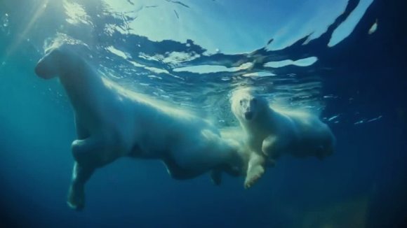 Photo from the movie Wonders of the Arctic