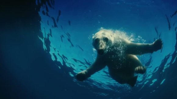 Photo from the movie Wonders of the Arctic