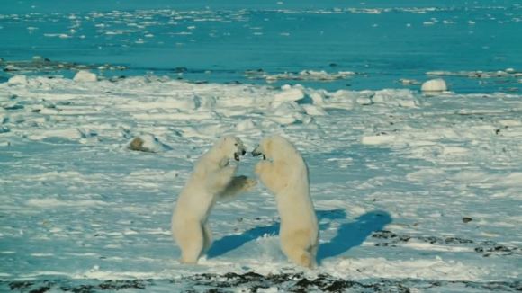 Photo from the movie Wonders of the Arctic