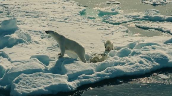 Photo from the movie Wonders of the Arctic